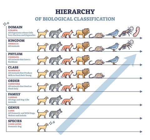 Biological Classification